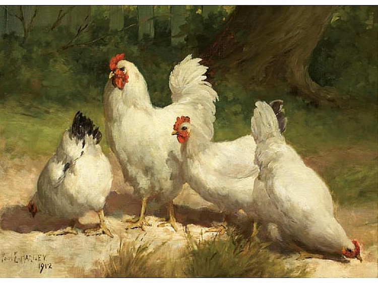 White Chickens