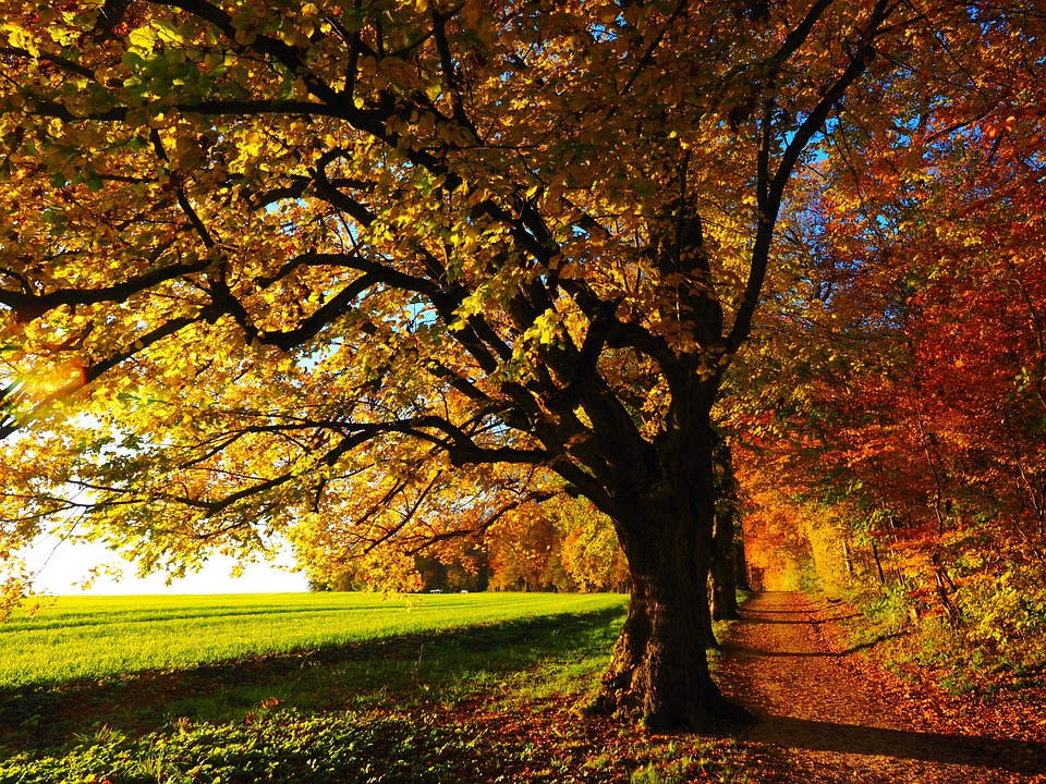 Autumn tree and lane